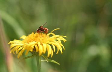 rote Fliege