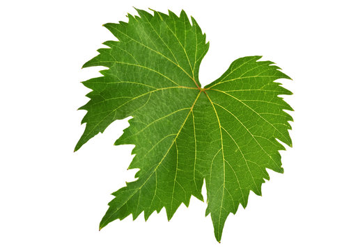 Foglia di Vite 1 09