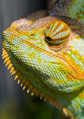 chamäleon © Superingo