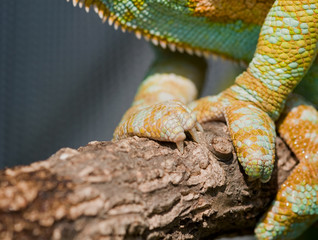 chamäleon füße © Superingo