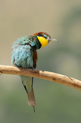 Bee-eater (Merops apiaster), Israel