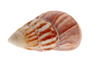 Seashell isolated on white background