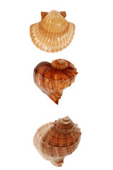 Seashell isolated on white background