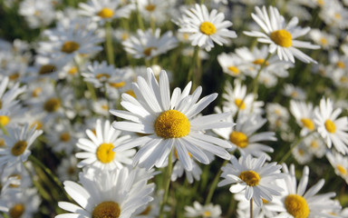 Obraz premium Wild daisies