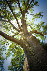 Mature oak tree