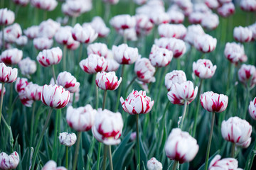 Obraz premium white tulips in the garden
