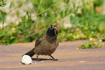 Bulbul Dark-Capped Blackeyed