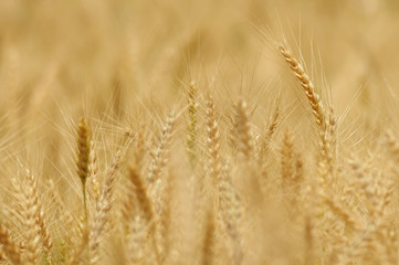 Spikes of wheat