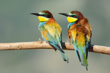 Bee-eater (Merops apiaster), Israel