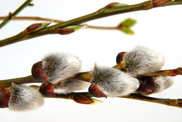 buds