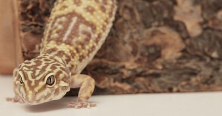 Leopard gecko on the prowl