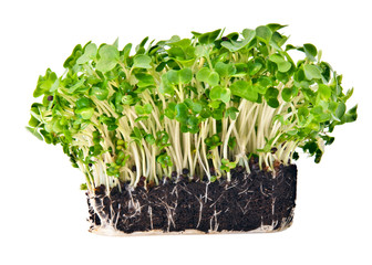 Fresh mustard and cress set against a white background
