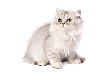 persian kitten