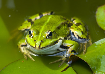 frog