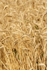 Wheat field
