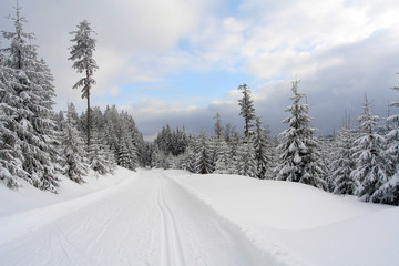 Fototapeta na wymiar Langlauf im Winterwald