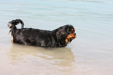 cavalier king charles spaniel marchant dans l'eau de profil © Dogs