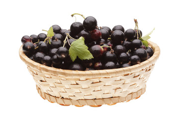 Black currant in basket on white background