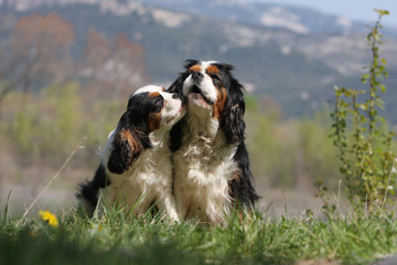 deux cavaliers king charles en train de s'embrasser - tendre