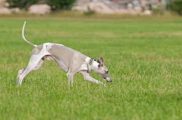 Hund schnüffelt