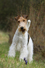 fox terrier à poil dur debout de face dans l'herbe - pente