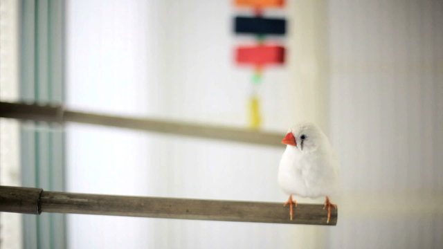 Zebra Finch, Poephila guttata