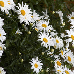 massif de marguerites