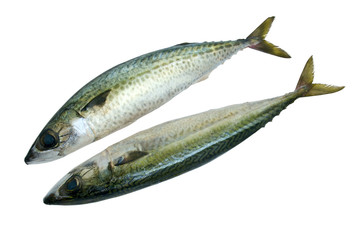 mackerel