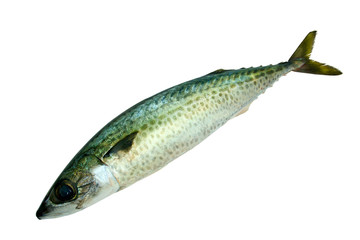 mackerel