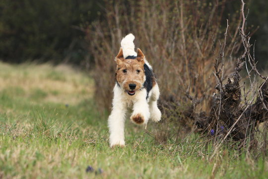 fox terrier &agrave; poil dur courant de face ans l'herbe