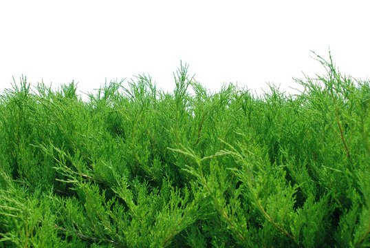 Green Bushes Isolated On White