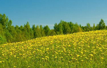 dandelion field and blue sky