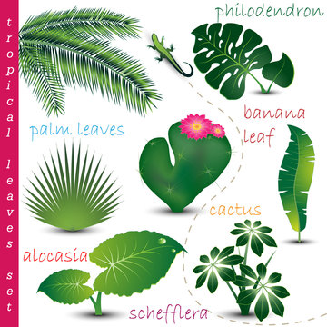 Tropical Leaves Colection