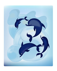 Fototapeta premium dolphins