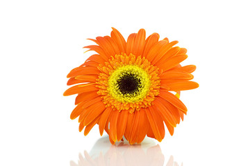 Orange daisy flower isolated over white background