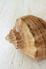 Shell