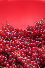 Red currant