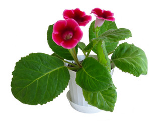 Bloom Pink Gloxinia Plant in Pot Isolated on White