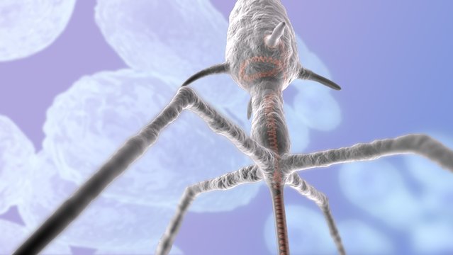 Virus injiziert DNS