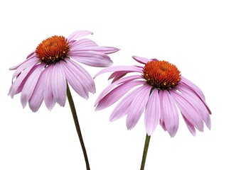 pink echinacea isolated