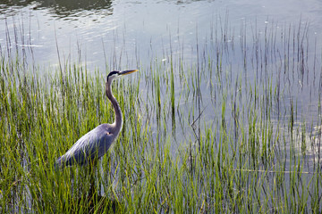 Blue Heron In Hilton Head