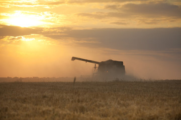 Fototapeta premium Harvest time