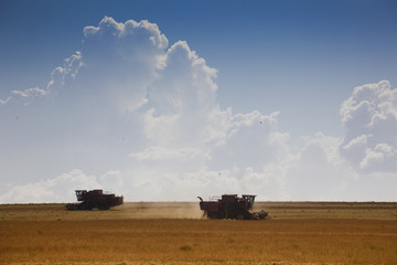 Fototapeta premium Harvest time