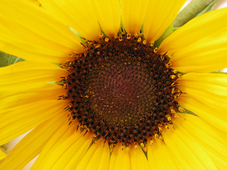 Naklejka premium close up of sunflower