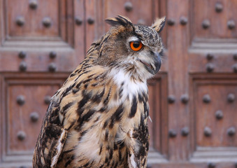 animaux