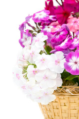 Bouquet of phloxes on a white background