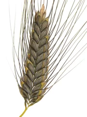 Foto op Plexiglas grey emmer - old sort of wheat/Grauer Emmer © Janine Fretz Weber