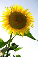 Obraz premium Beautiful sunflower growing in the field