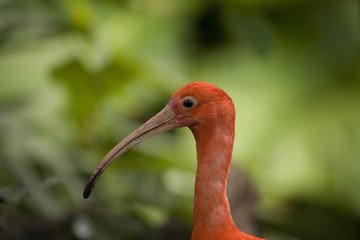 Scarlett Ibis