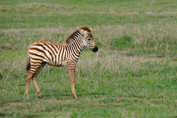 Zebra’s foal